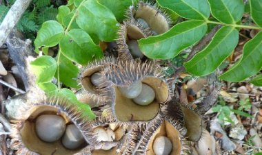 இந்த காய் தொழுநோயை கூட குணமாக்குமாம்..!