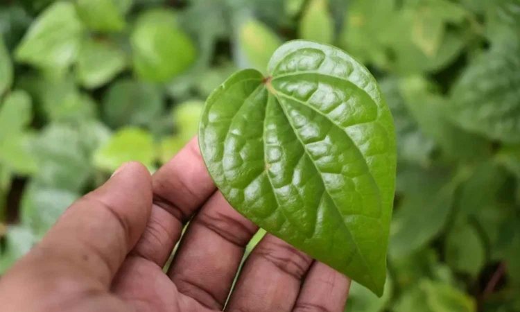 வெற்றிலை போடும் போது ஏன் காம்பை கிள்ளி விட்டு சாப்பிடணும் தெரியுமா?