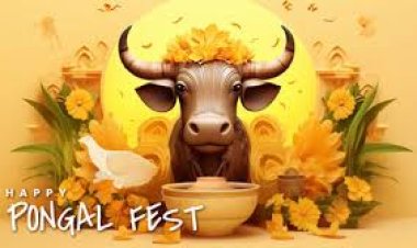 சீறிப்பாய்ந்த காளைகளும் அடக்கிய காளையர்களின் தொகுப்பு | ஜல்லிக்கட்டு ஹைலைட்ஸ்