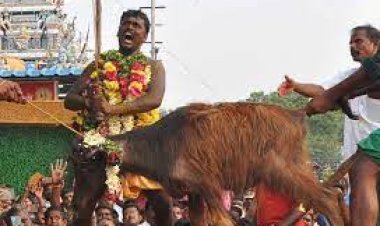 வினோத வழிபாடு | பத்ரகாளியம்மன் கோவில் | எருமை கிடா வெட்டும் நிகழ்ச்சி