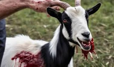 பிரபல ஆடு திருடர்கள் கைது | GOAT | THEFT | ARRESTED