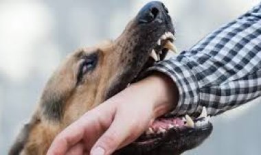 கன்னியாகுமரியில் பதற்றம்! 13 பேரை கடித்து குதறிய தெருநாய்!